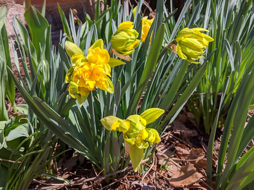 Frilled Daffodils