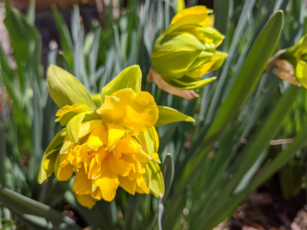 Detail of Frilled Daffodil