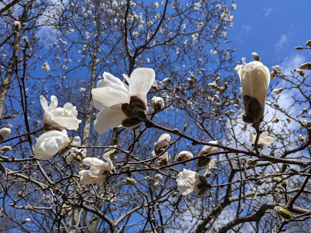 Magnolia Blooms Against Blue Sky