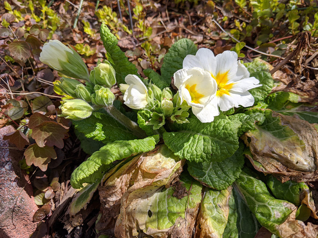 White Primrose