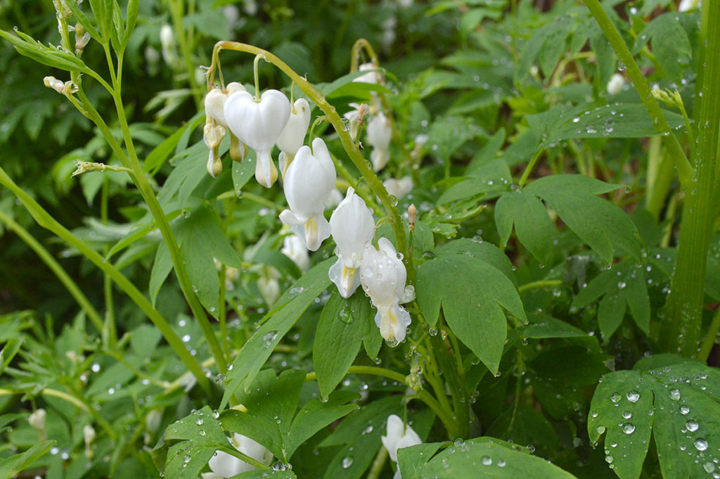 bleeding heart blooms, foliage, with raindrops