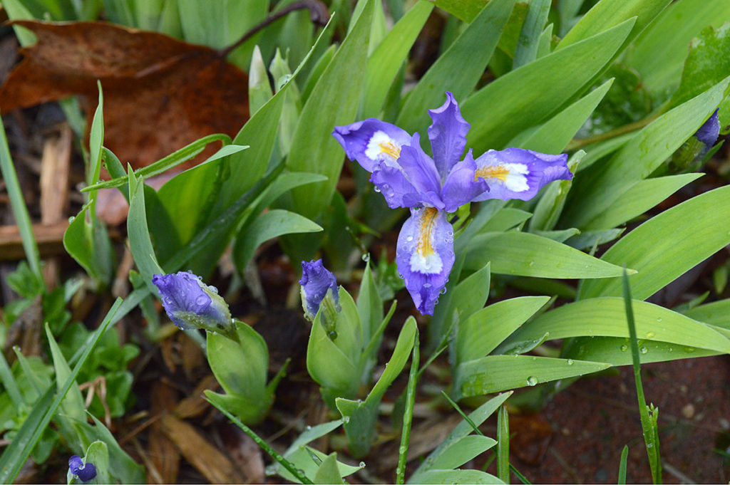 dwarf iris with fallen maple leaf