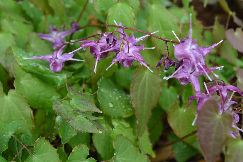 epimedium blooms and foliage