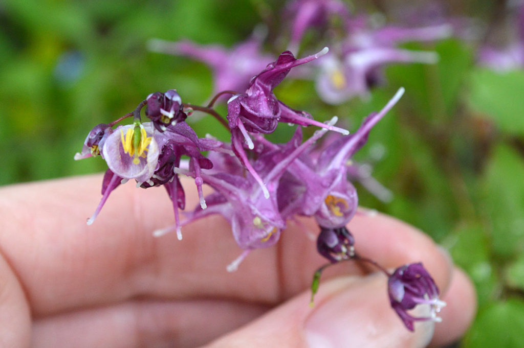 hand holding epimedium blooms