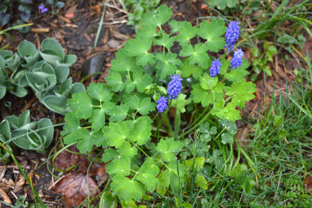 grape hyacinth bloom with columbine foliage