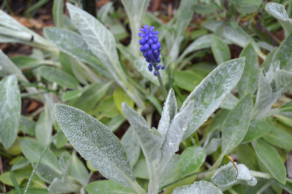 grape hyacinth bloom with lambs ear foliage