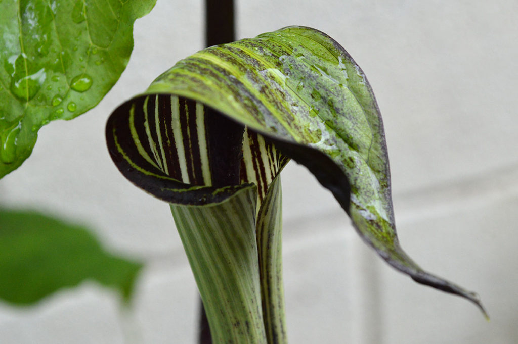 detail of jack in the pulpit