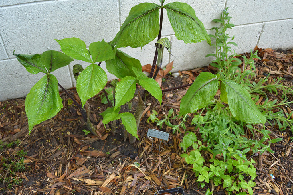 jack in the pulpit with volunteers