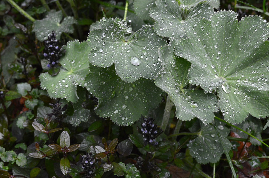 lady's mantle leaves with raindrops and bugleweed