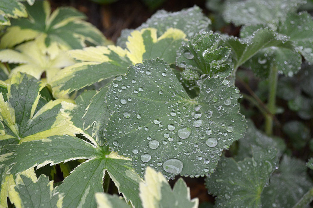 lady's mantle leaves with raindrops and masterwort