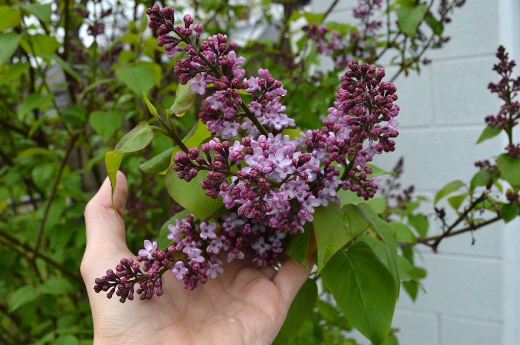 Detail of Lilac Bloom