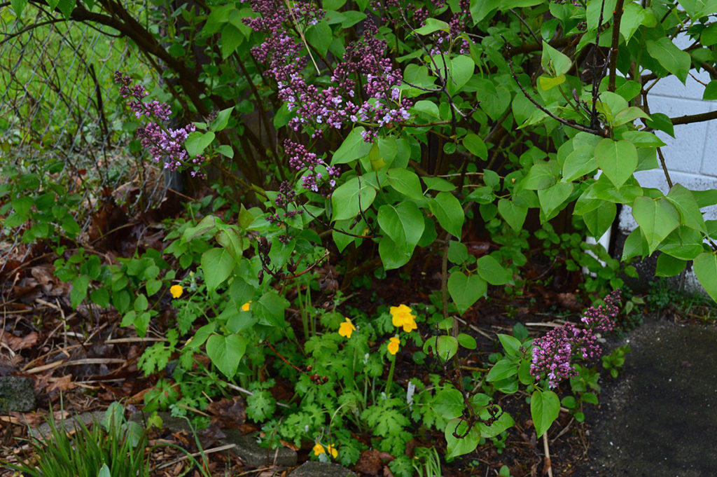 woodland poppy beneath lilac