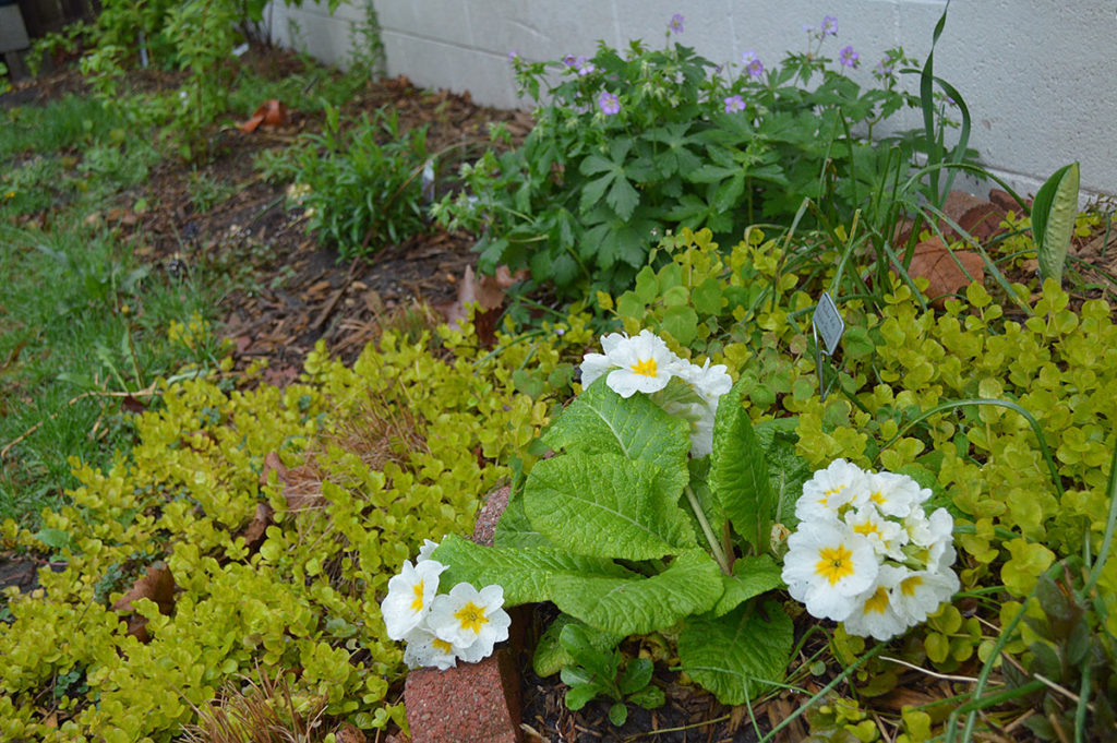 primrose with geranium and creeping jenny