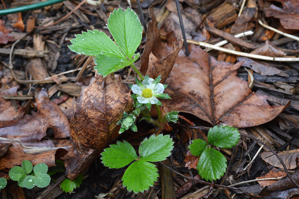 strawberry blossom and foliage in dead leaves