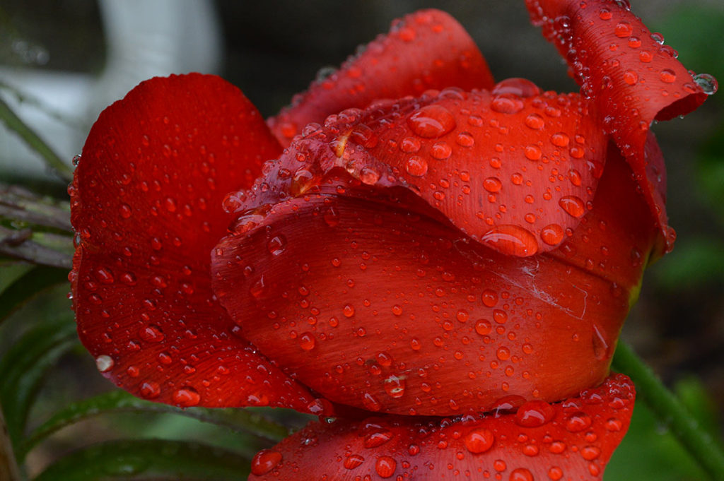 raindrops on red tulip bloom