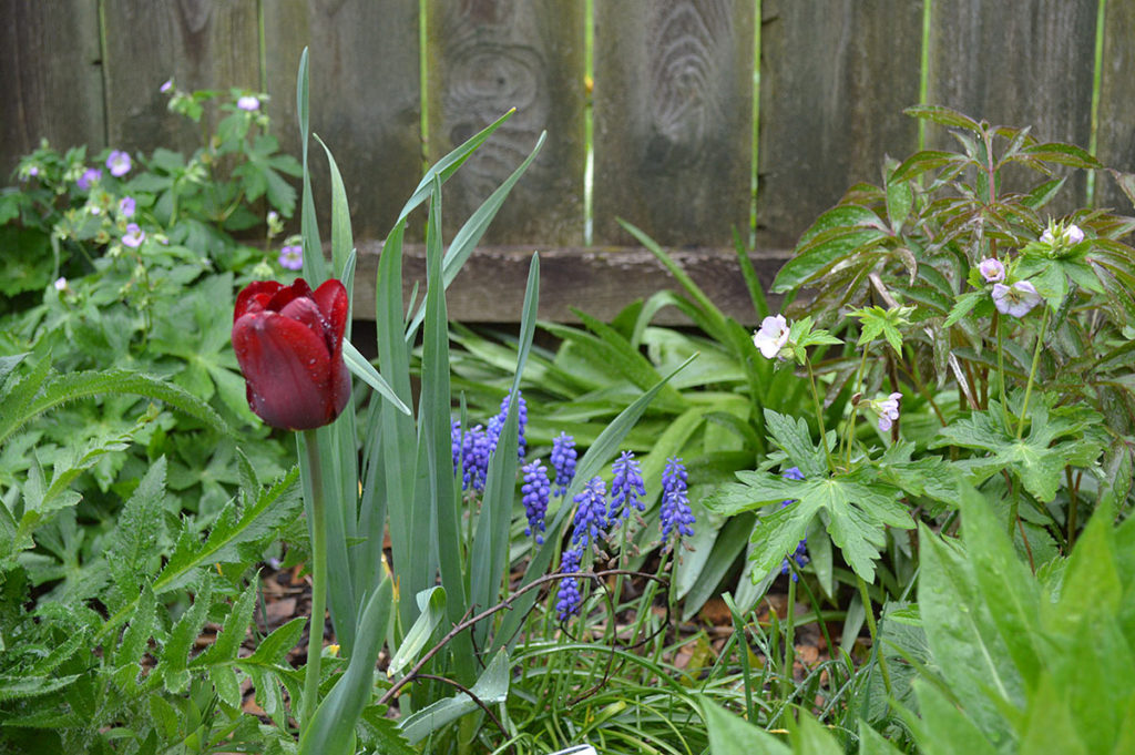 tulip, geranium, grape hyacinth in front of fence