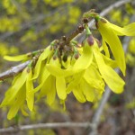 Forsythia