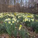 Hillside of Daffodils
