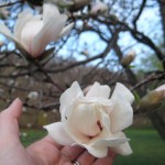 Magnolia Trees